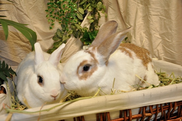 Transporting rabbits is usually not a fun experience for the bunny. There are ways to minimize stress and transport your bunny safely.