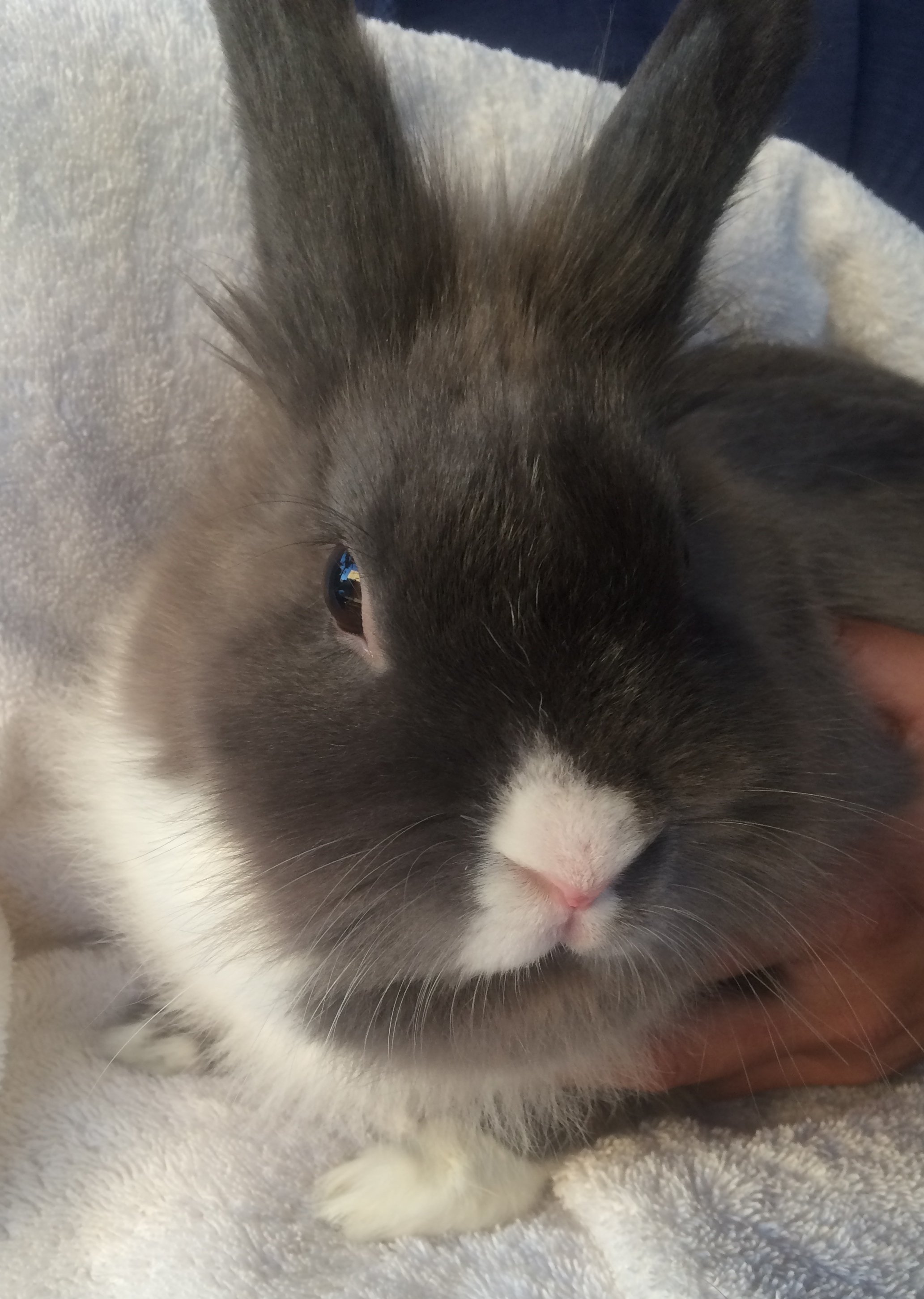 Is a classroom rabbit a good idea? For many people, their first exposure to rabbits as pets was through a classroom.