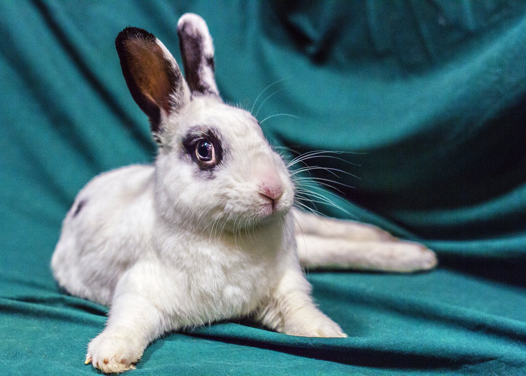 Rear end paralysis in rabbits is not uncommon. Injuries to the back or legs can cause mobility issues, while age-related diseases impact elder bunnies.