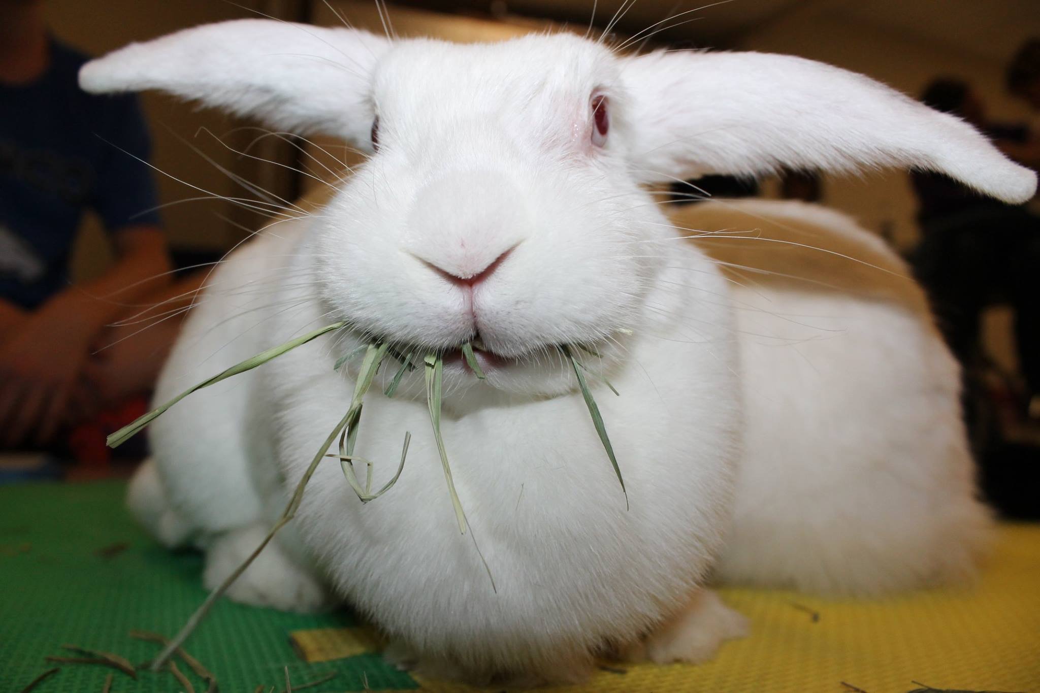There are many types of hay for rabbits. It should be at least 75% of a rabbit's diet, and the bunny should have an unlimited supply.