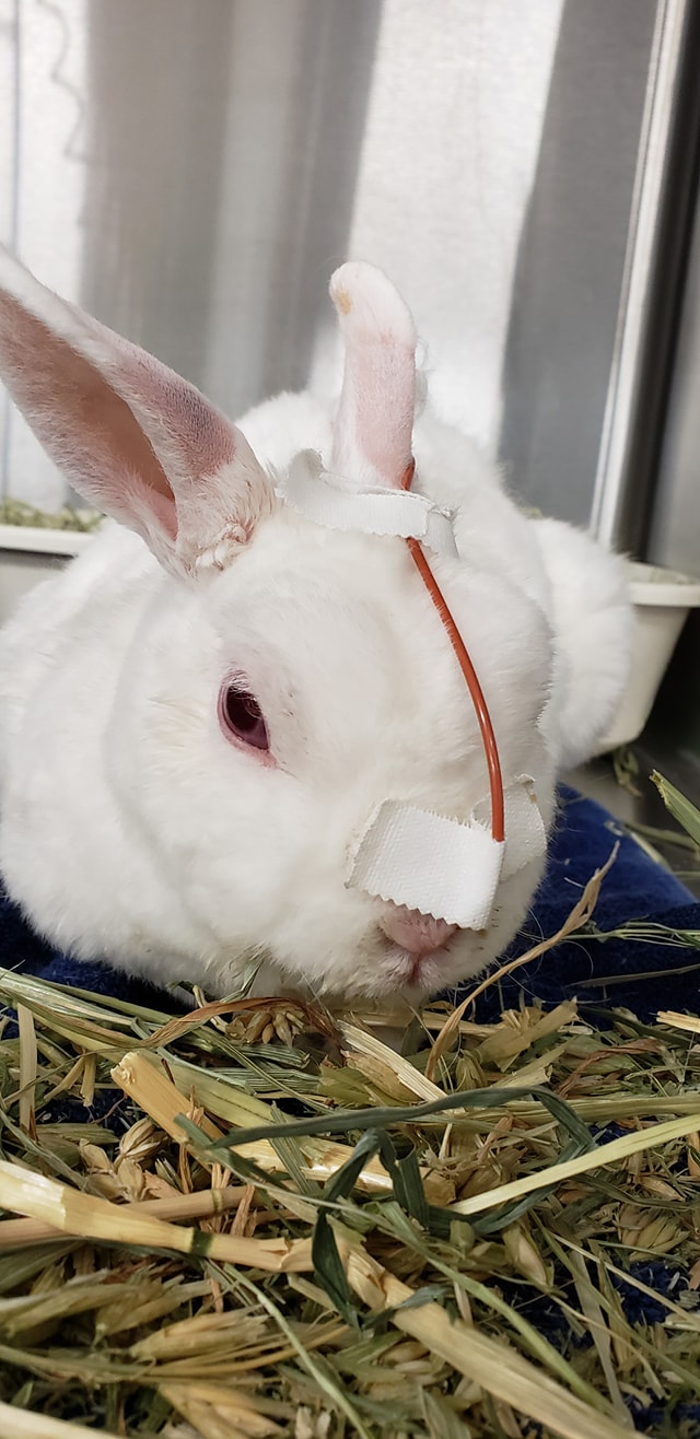 Bunny with nasogastric tube