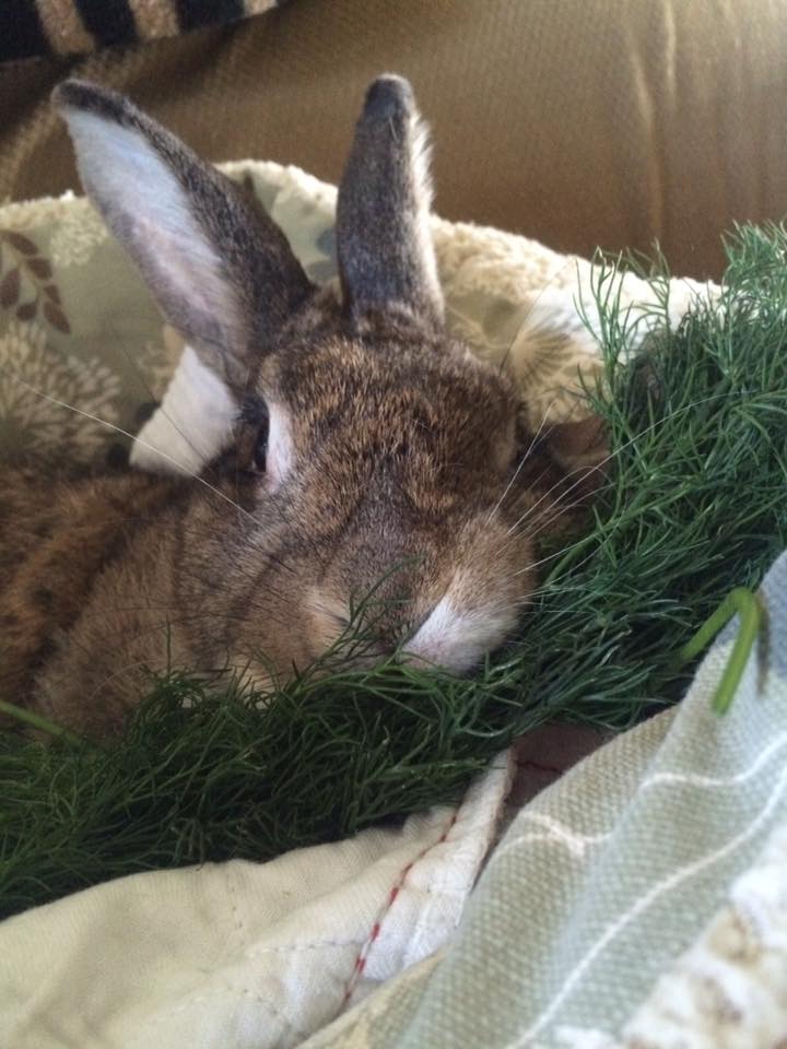 Appropriate vegetables for rabbits is a topic that can cause great debate among rabbit owners. This is what has worked for me and what my rabbits love.