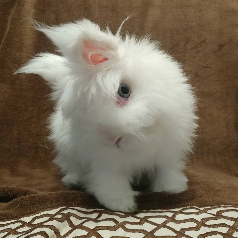 Caring for head tilt rabbits can be as little as providing a low entry litter box to syringe-feeding every few hours.