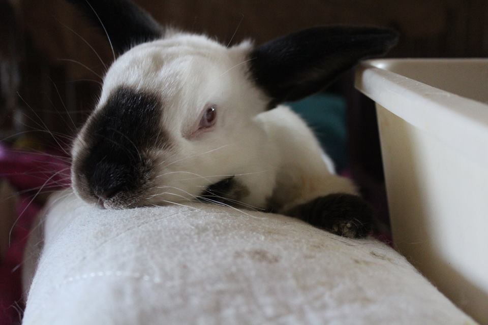 Rabbit health basics can be narrowed down to good diet, housing and interaction from the owner.