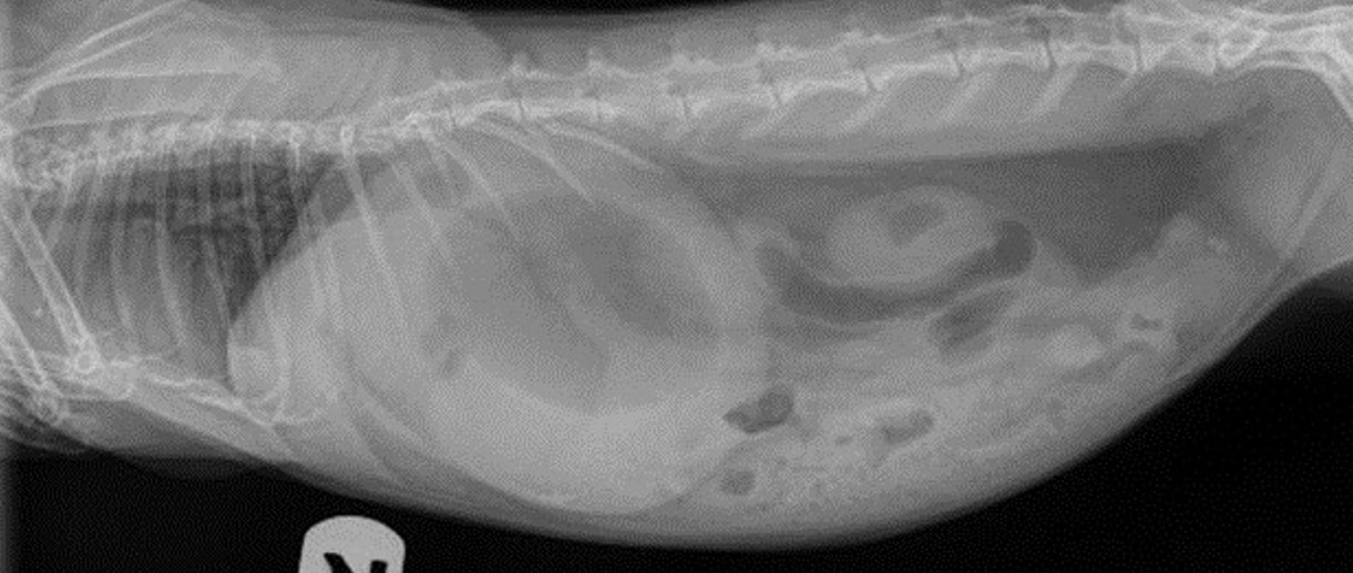 X-ray of a bloated rabbit