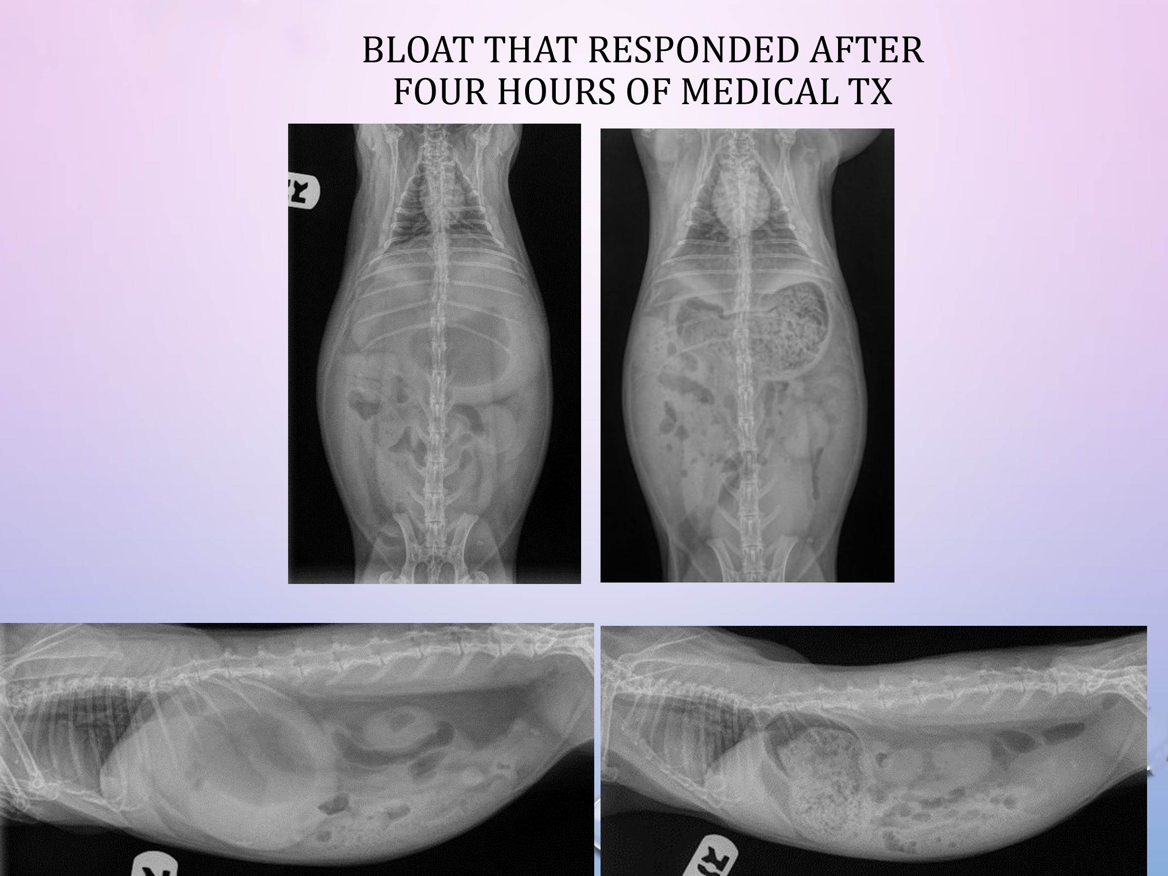 X-ray of bloat with 4 hours of treatment
